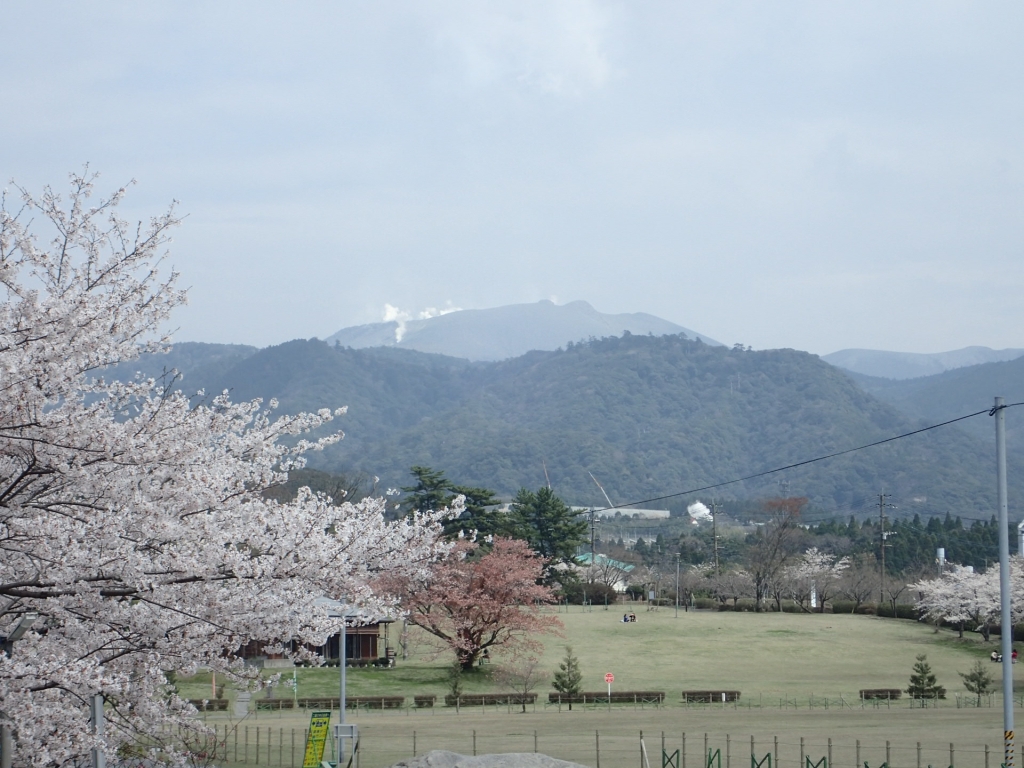 桜が満開 霧島高原国民休養地