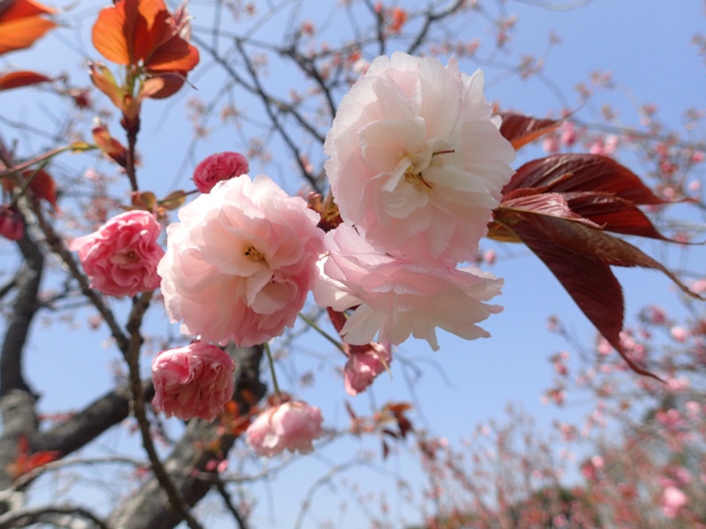 八重桜が咲き始めました 霧島高原国民休養地
